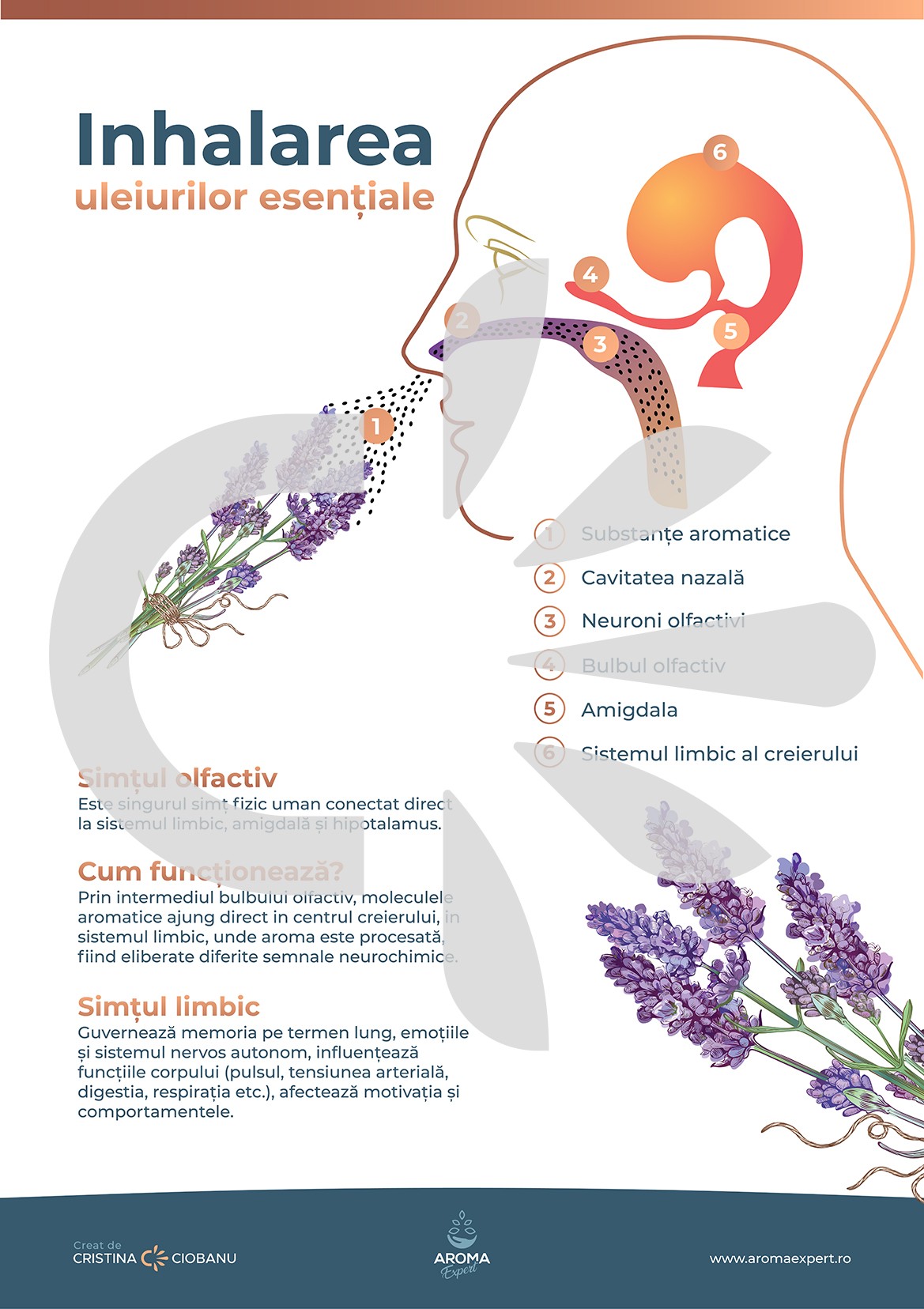 Inhalarea uleiurilor esentiale - Poster Printabil
